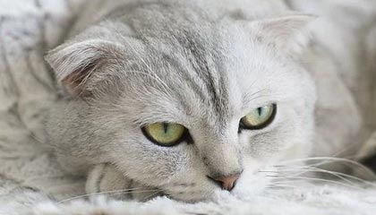 如何查询车辆状态?这4种方法让你轻松掌握!